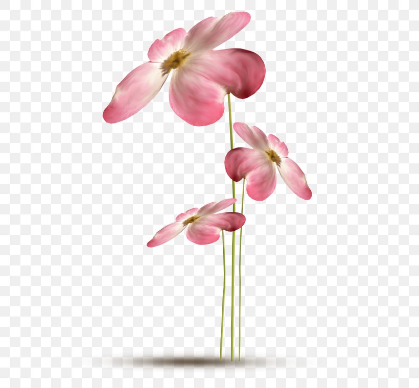 Evotex Flower 2294 (عدد) 2293 (عدد), PNG, 500x760px, Evotex, Baner, Blossom, Bud, Cut Flowers Download Free