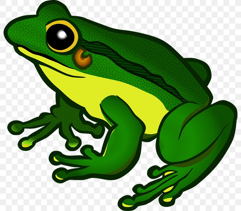 Frog Clip Art, PNG, 796x720px, Frog, American Bullfrog, Amphibian, Animal Figure, Artwork Download Free