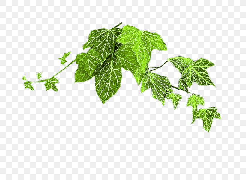 Leaf Branch Twig Tree, PNG, 800x600px, Leaf, Branch, Green, Herb, Herbalism Download Free