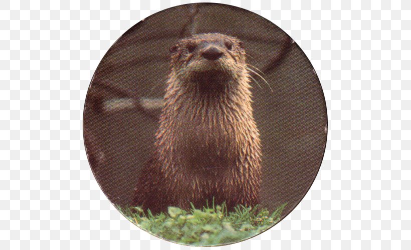 Otter Muskrat Beaver Mink Whiskers, PNG, 500x500px, Otter, Animal, Beaver, Carnivoran, Fauna Download Free