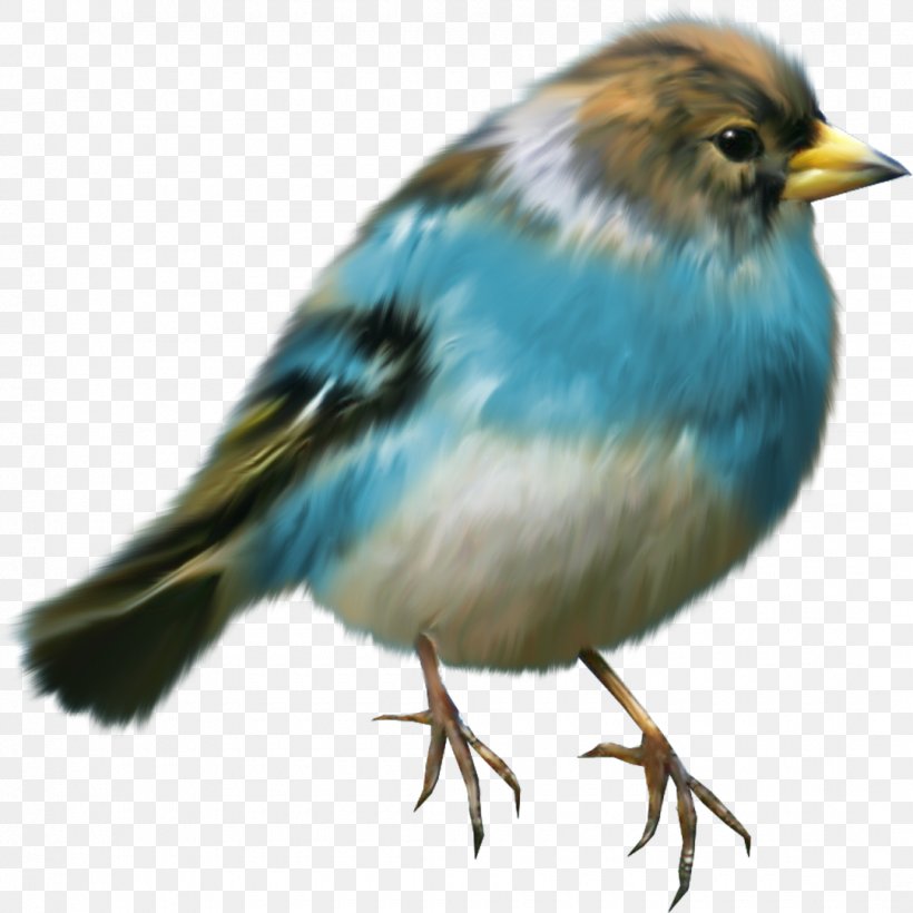 Bird Clip Art, PNG, 1080x1080px, Bird, Beak, Digital Image, Emberizidae, European Robin Download Free