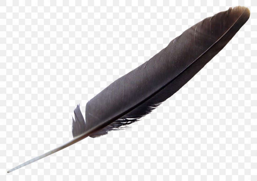 Bird Feather Clip Art, PNG, 1600x1130px, Bird, Color, Eagle Feather Law, Feather, Image Resolution Download Free