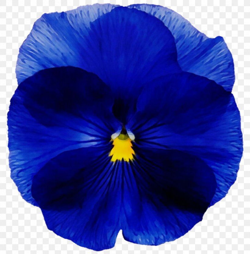Blue Flower Petal Flowering Plant Plant, PNG, 887x900px, Watercolor, Blue, Cobalt Blue, Flower, Flowering Plant Download Free