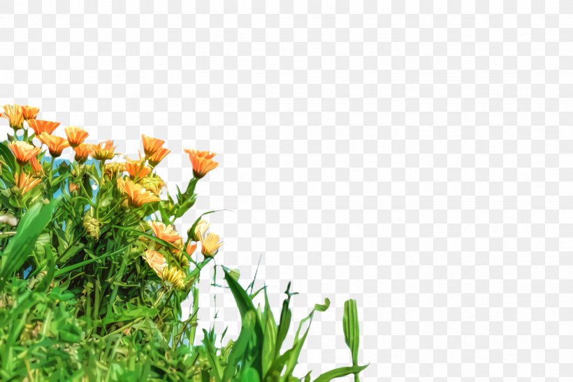 Flowers Background, PNG, 2444x1632px, Marigold, Bloom, Blossom, Botany, Computer Download Free