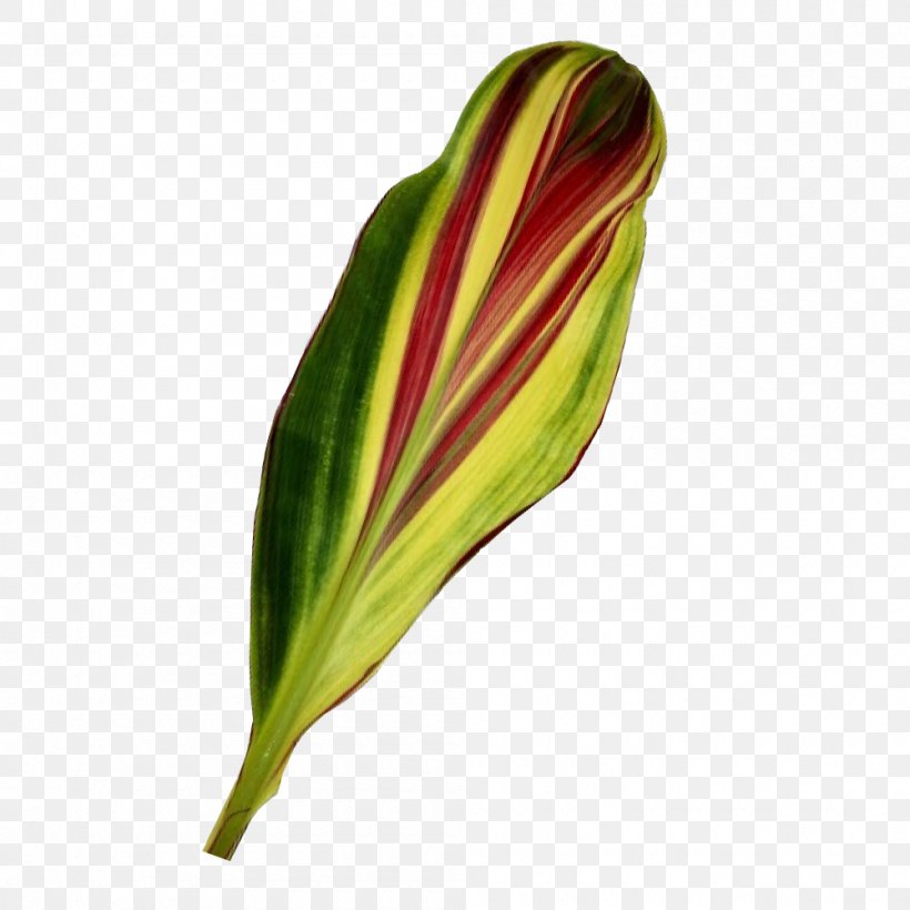 Leaf Wholesaletropicalflowers.Com Variegation Plant Stem, PNG, 1000x1000px, Leaf, Export, Flower, Flower Bouquet, Plant Download Free