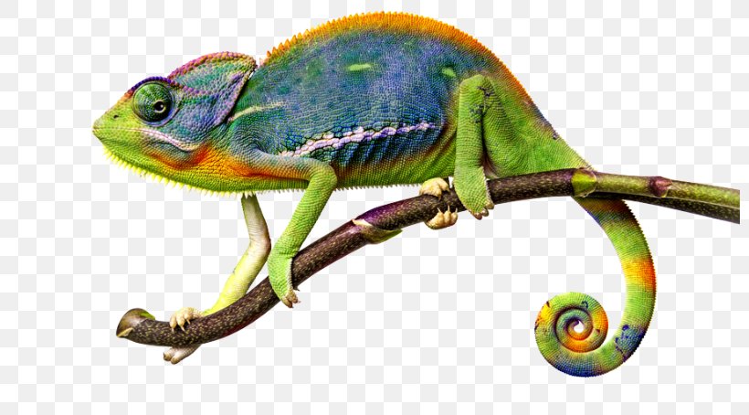 Chameleons Lizard Common Iguanas, PNG, 800x454px, Chameleons, African Chameleon, Chameleon, Common Chameleon, Common Iguanas Download Free