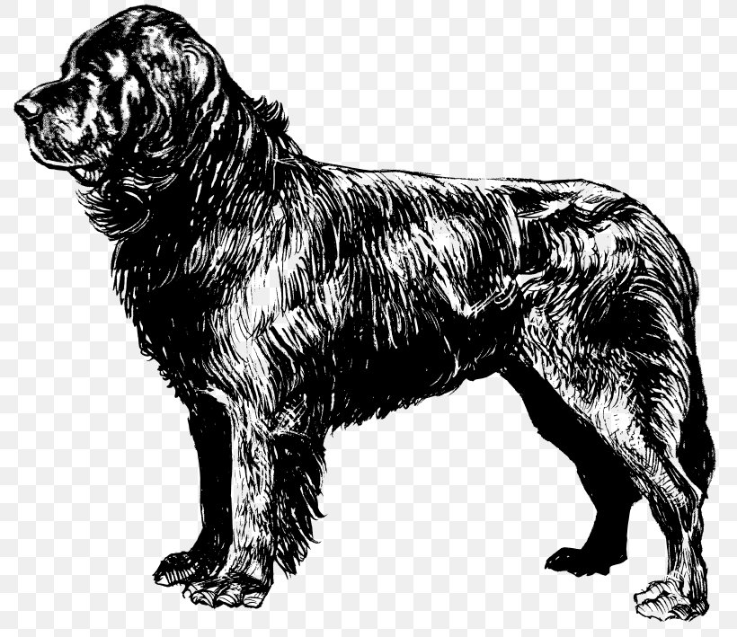 Newfoundland Dog Labrador Retriever Drawing Clip Art, PNG, 800x709px, Newfoundland Dog, Animal, Black And White, Breed, Carnivoran Download Free