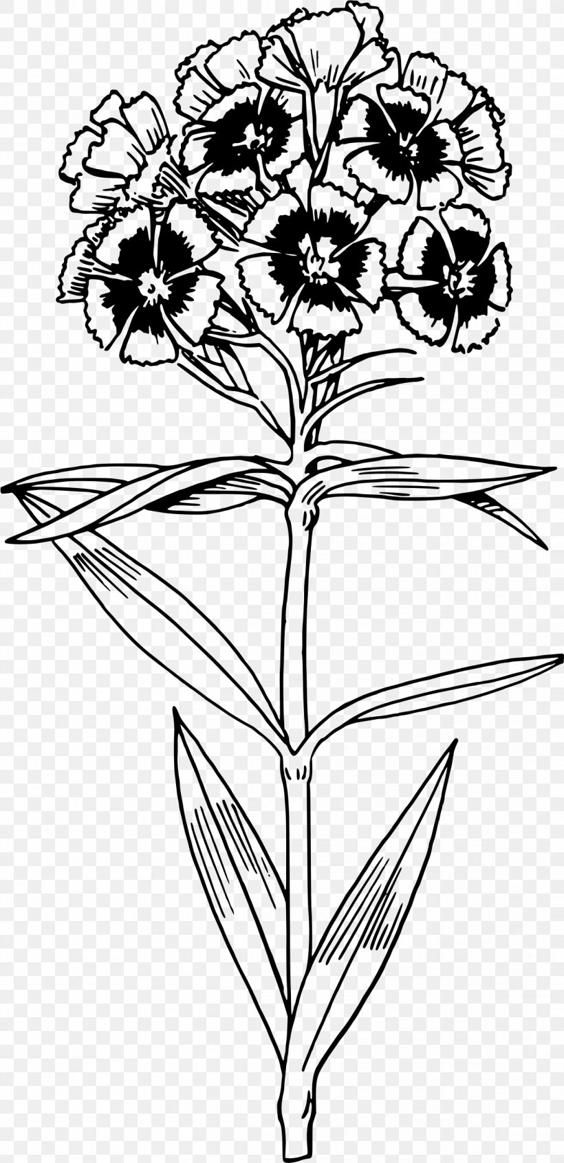 Sweet William Drawing Floral Design Clip Art, PNG, 1163x2400px, Sweet William, Art, Artwork, Biennial Plant, Black And White Download Free