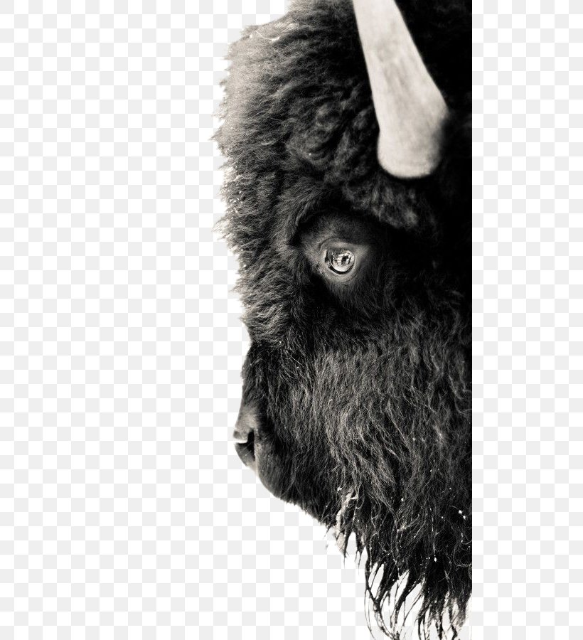 Yellowstone National Park American Bison Gray Wolf Black And White White Buffalo, PNG, 508x900px, Yellowstone National Park, American Bison, Bison, Black, Black And White Download Free