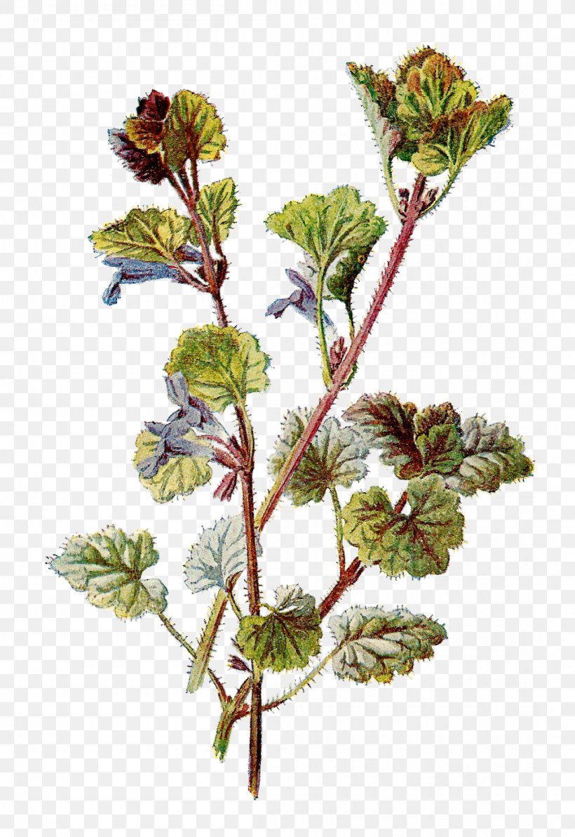 Botanical Illustration Botany Clip Art, PNG, 1100x1600px, Botanical Illustration, Art, Botany, Branch, Color Download Free