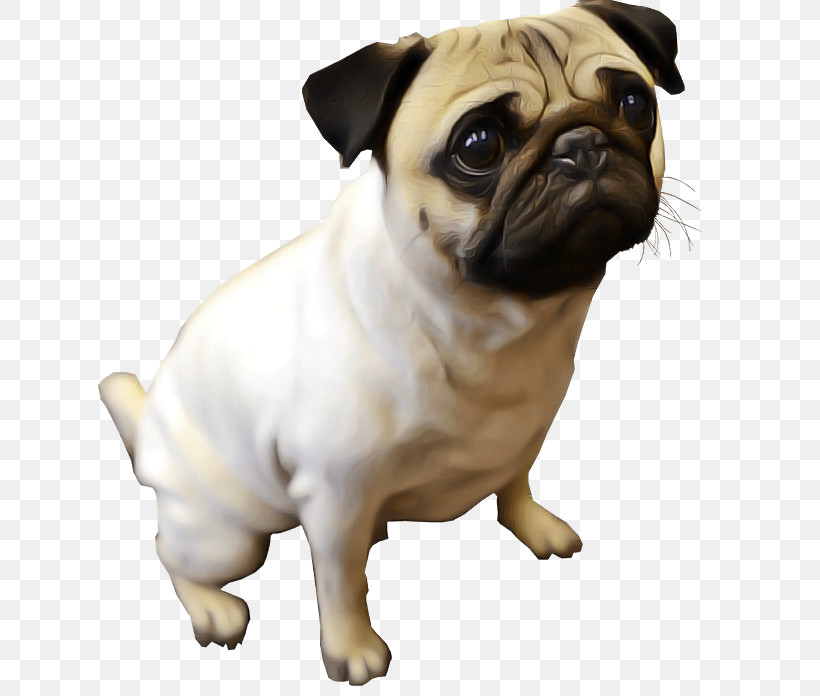 Dog Pug Snout Companion Dog Toy Dog, PNG, 624x696px, Dog, Ancient Dog Breeds, Companion Dog, Fawn, Pug Download Free