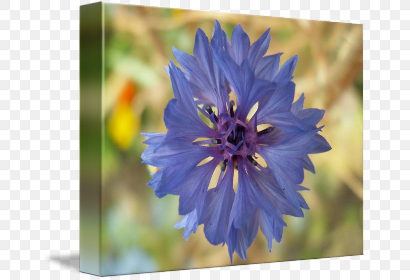 Larkspur Chicory Petal Wildflower Annual Plant, PNG, 650x560px, Larkspur, Annual Plant, Aster, Bellflower Family, Blue Download Free