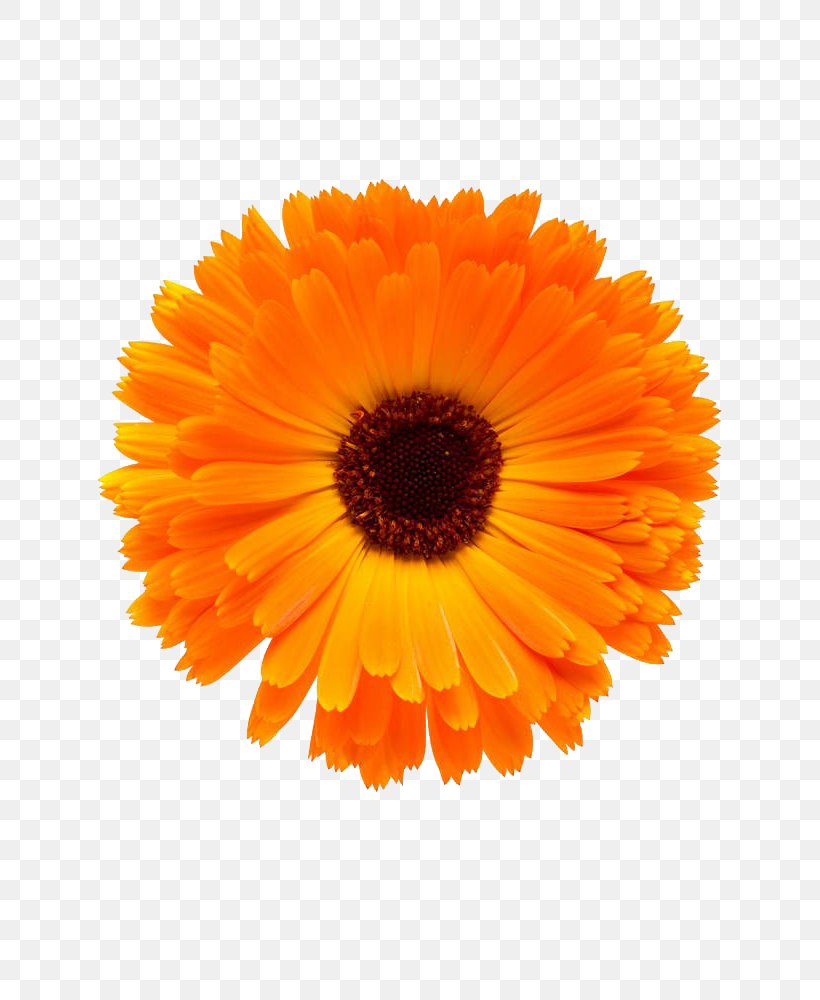 Mexican Marigold Download, PNG, 667x1000px, Mexican Marigold, Calendula, Daisy Family, Flower, Gerbera Download Free