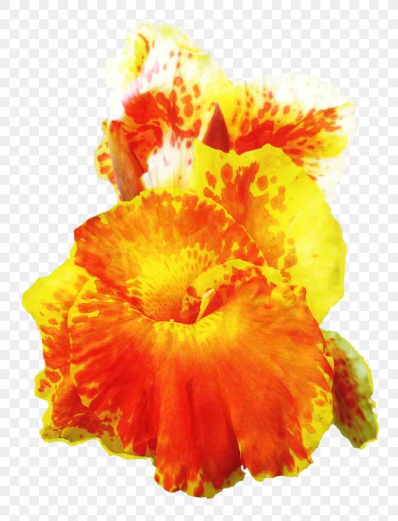 Orange Flower, PNG, 979x1280px, Edible Canna, Canna, Cannaceae, Flower, Orange Download Free