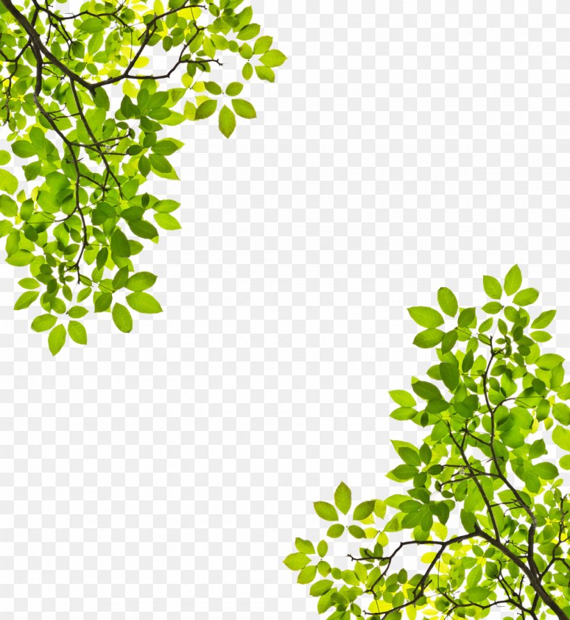 Tree Branch Leaf Trunk Stock Photography, PNG, 1024x1114px, Tree, Alstonia Scholaris, Area, Birch, Branch Download Free