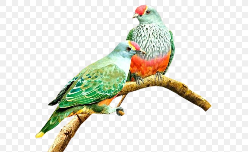 Bird Photography Clip Art, PNG, 600x503px, Bird, Albom, Beak, Common Pet Parakeet, Fauna Download Free