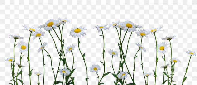 Common Daisy Clip Art, PNG, 6713x2915px, Common Daisy, Branch, Chamaemelum Nobile, Cut Flowers, Daisy Download Free