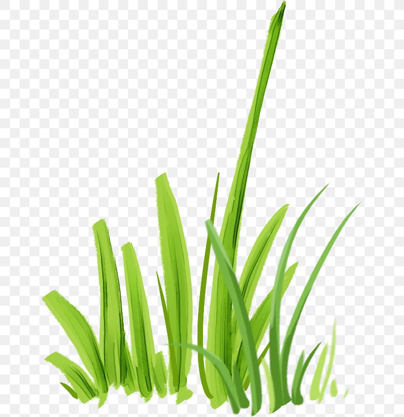 Microchloa Indica Download, PNG, 650x846px, Microchloa, Computer, Graphic Designer, Grass, Grass Family Download Free