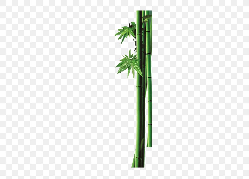 Bambusa Oldhamii Bamboo Dew, PNG, 591x591px, Bambusa Oldhamii, Bamboo, Bambusa, Dew, Grass Download Free