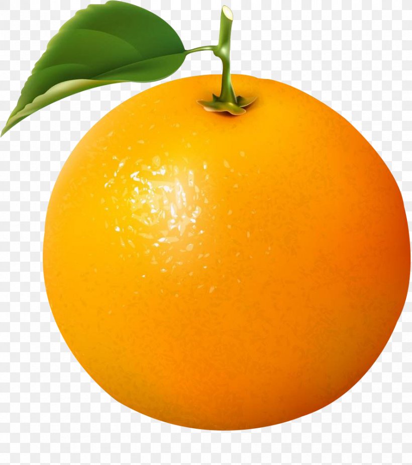 Fresh Oranges Clip Art Vector Graphics Illustration, PNG, 887x1000px, Orange, Accessory Fruit, Bitter Orange, Citric Acid, Citrus Download Free