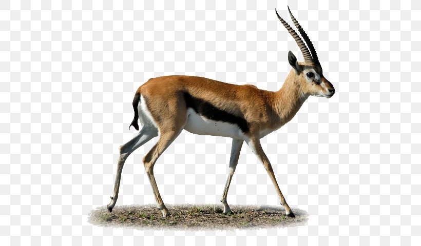 Gazelle Impala Antelope Clip Art, PNG, 543x480px, Gazelle, Antelope, Cow Goat Family, Fauna, Horn Download Free