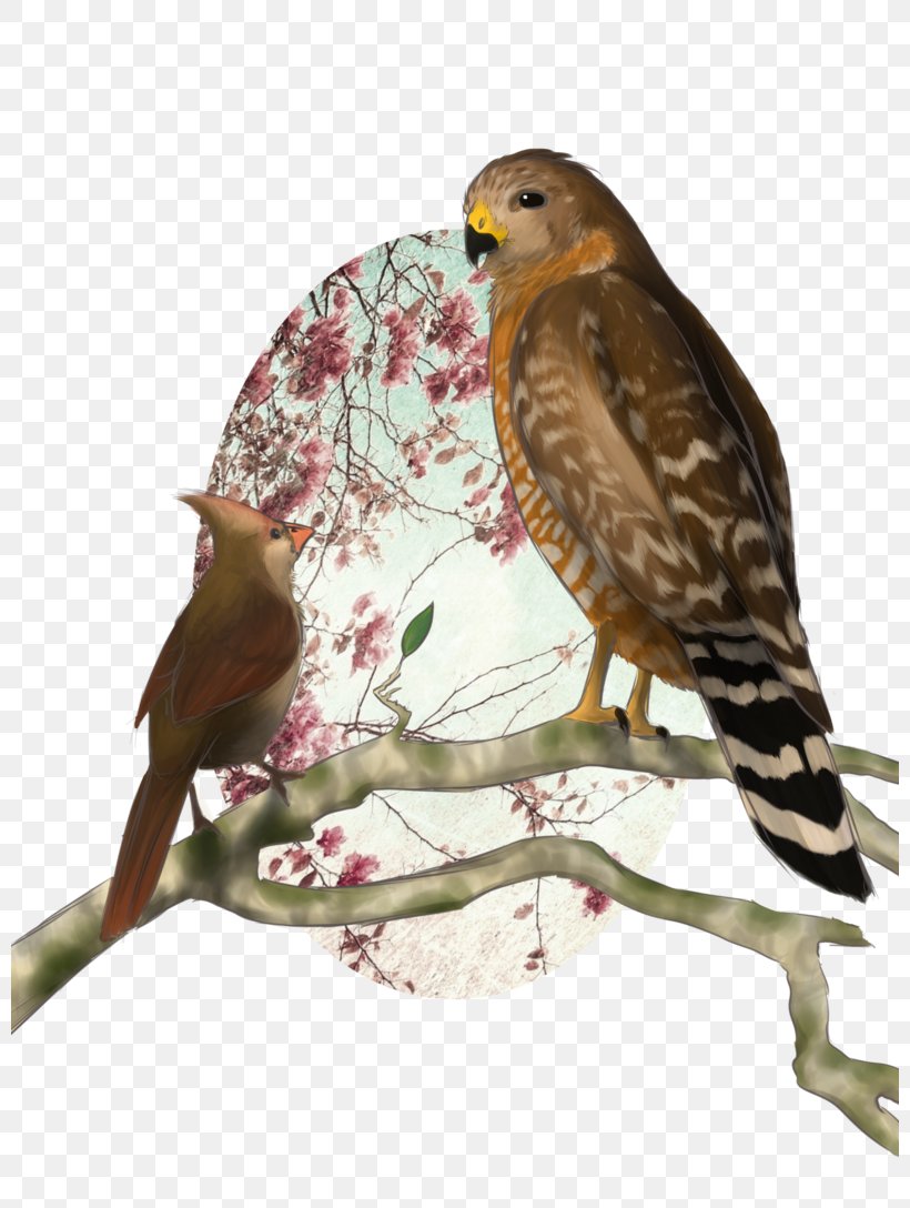 Hawk Flower Finches Buzzard Falcon, PNG, 800x1088px, Hawk, Accipitriformes, Art, Beak, Bird Download Free