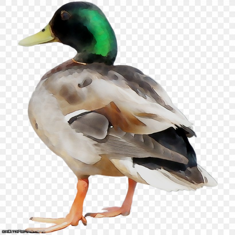 Mallard Duck Beak Fauna Feather, PNG, 1355x1355px, Mallard, American Black Duck, Beak, Bird, Duck Download Free