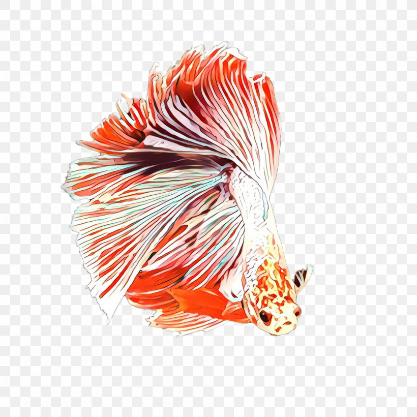 Orange, PNG, 2000x2000px, Orange, Fish, Goldfish, Lionfish, Tail Download Free