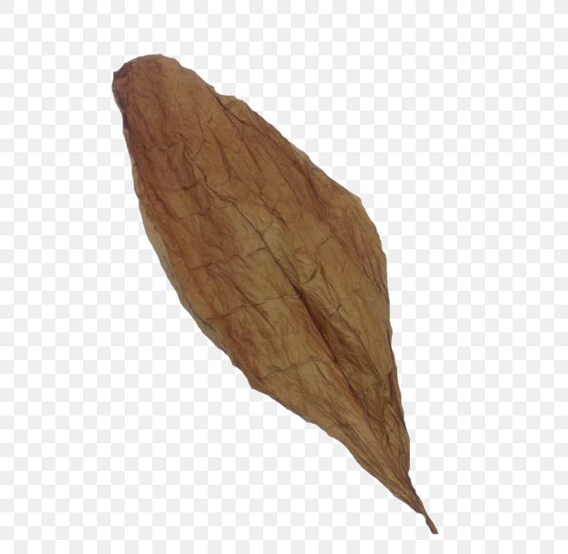 Wood /m/083vt Leaf, PNG, 600x800px, Wood, Leaf Download Free