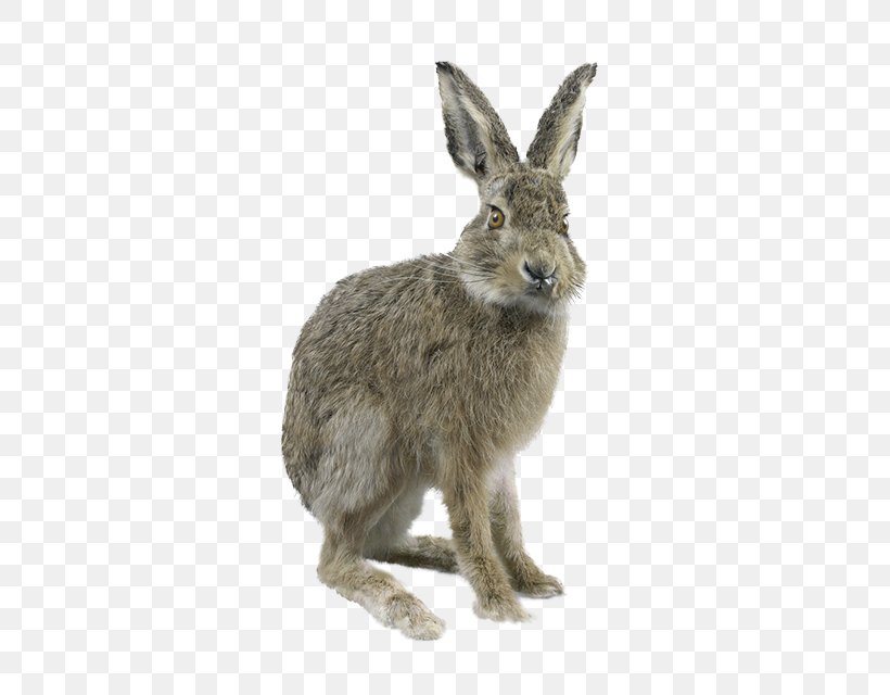 Domestic Rabbit European Rabbit Grey, PNG, 567x640px, Domestic Rabbit, Animation, Control Key, European Rabbit, Fauna Download Free