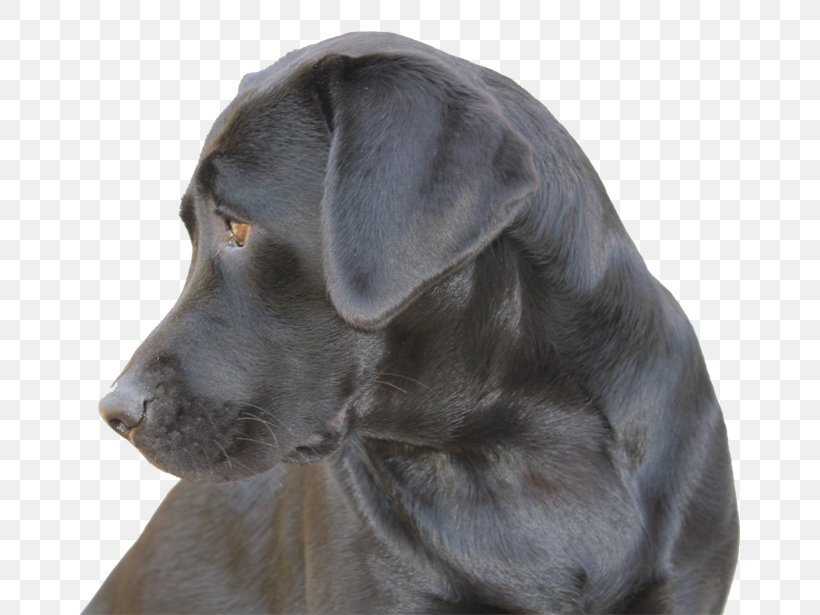 Labrador Retriever Puppy Dog Breed Companion Dog Centro Cinofilo 
