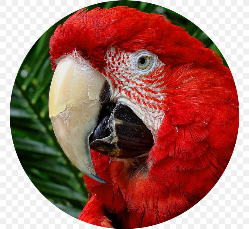 Macaw Loriini Beak Close-up, PNG, 756x756px, Macaw, Beak, Bird, Christmas Ornament, Closeup Download Free
