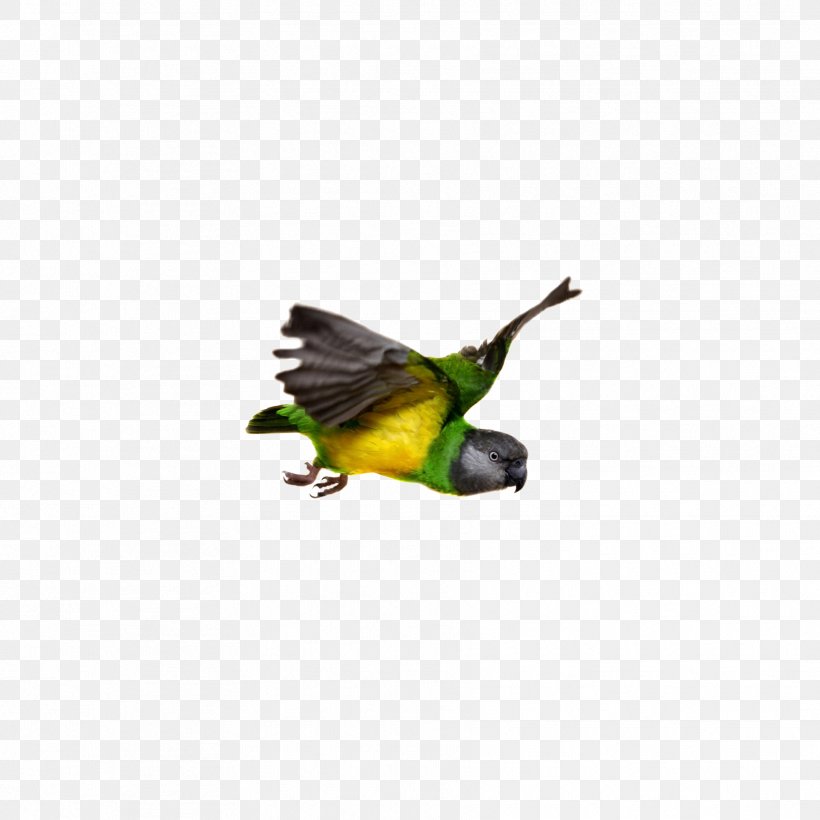Senegal Parrot Bird Flight Beak, PNG, 1772x1772px, Parrot, Animal, Beak, Bird, Bird Flight Download Free