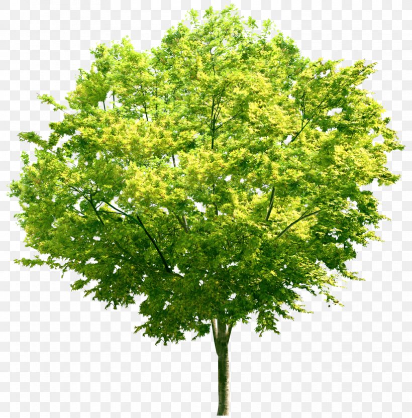 Tree Stock Photography, PNG, 1009x1024px, Tree, Branch, Green, Plant, Royaltyfree Download Free
