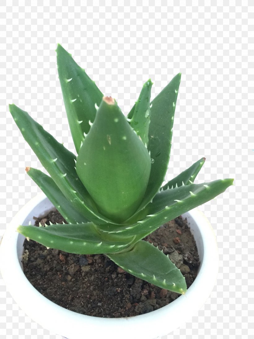 Aloe Vera Houseplant Viridiplantae, PNG, 2448x3264px, Aloe Vera, Agave, Agave Azul, Aloe, Bonsai Download Free