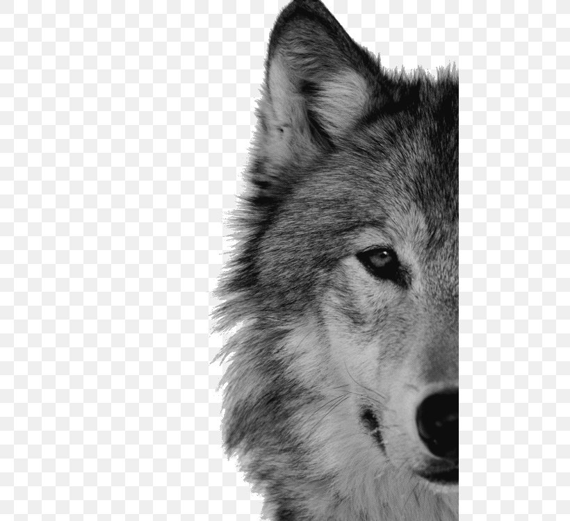 Arctic Wolf Dog Throne Of Glass Black Wolf Pack, PNG, 500x750px, Arctic Wolf, Animal, Aullido, Black And White, Black Wolf Download Free