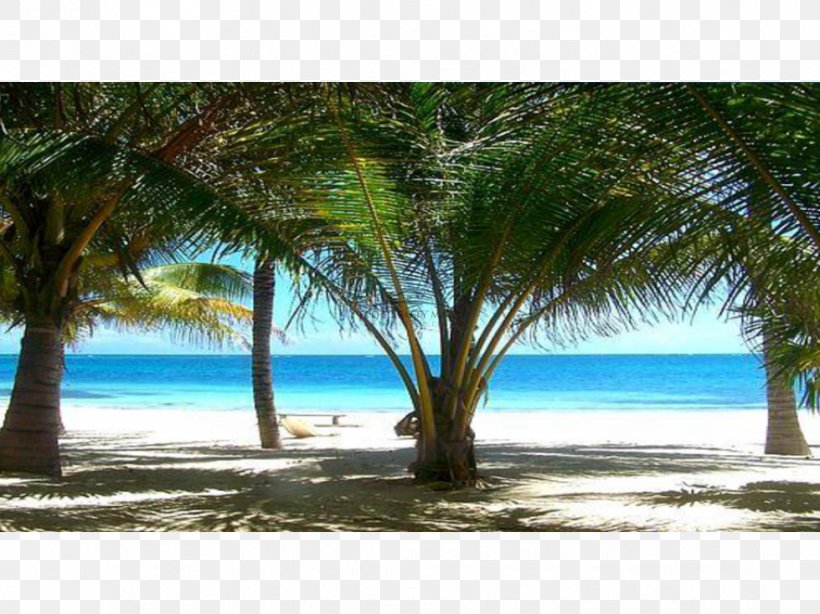 Caribbean Coconut Desktop Wallpaper Tropics Date Palm, PNG, 979x734px, Caribbean, Arecaceae, Arecales, Beach, Coconut Download Free