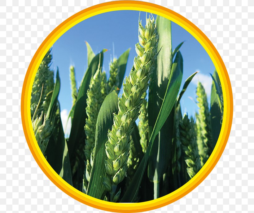 Grasses Commodity Family, PNG, 686x687px, Grasses, Commodity, Family, Grass, Grass Family Download Free