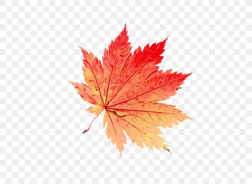 Red Maple Tree, PNG, 600x600px, Leaf, Autumn, Autumn Leaf Color, Black Maple, Deciduous Download Free