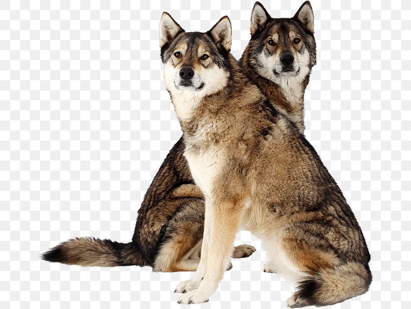 Saarloos Wolfdog Tamaskan Dog Siberian Husky East Siberian Laika Northern Inuit Dog, PNG, 671x616px, Saarloos Wolfdog, Canadian Eskimo Dog, Canis Lupus Tundrarum, Carnivoran, Czechoslovakian Wolfdog Download Free