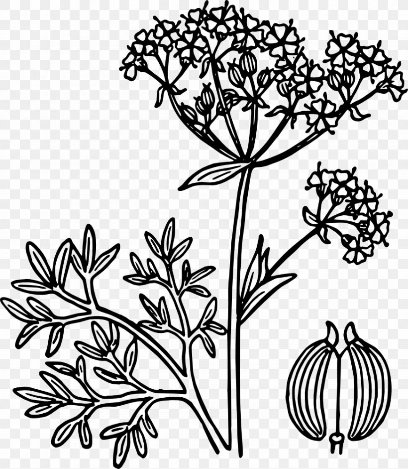 Anise Clip Art, PNG, 871x1000px, Anise, Art, Black And White, Branch, Cut Flowers Download Free