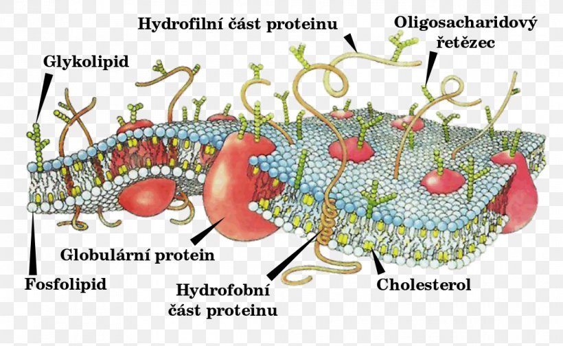 Cell Membrane Biological Membrane Biology Fluid Mosaic Model, PNG, 1059x651px, Cell Membrane, Action Potential, Biological Membrane, Biology, Cell Download Free