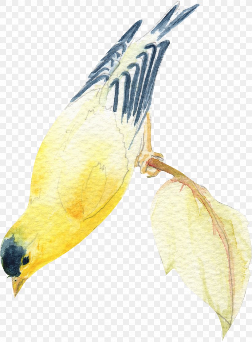 Watercolor Painting Ink Wash Painting Bird Feather, PNG, 1178x1602px, Watercolor Painting, Beak, Bird, Common Pet Parakeet, Fauna Download Free