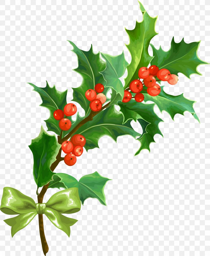 Christmas Holly Leaf, PNG, 1748x2132px, Christmas, Aquifoliaceae, Aquifoliales, Branch, Christmas Ornament Download Free