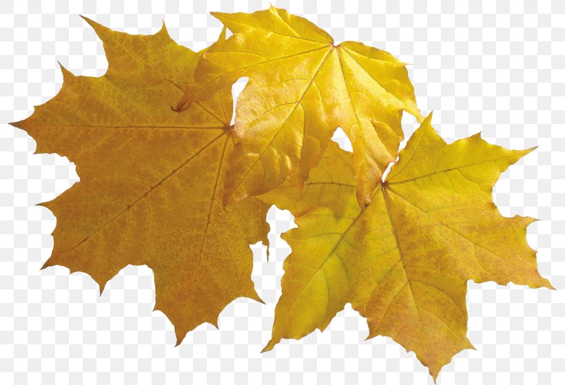Maple Leaf Autumn Leaves Clip Art, PNG, 800x559px, Leaf, Autumn, Autumn Leaves, Color, Diagram Download Free