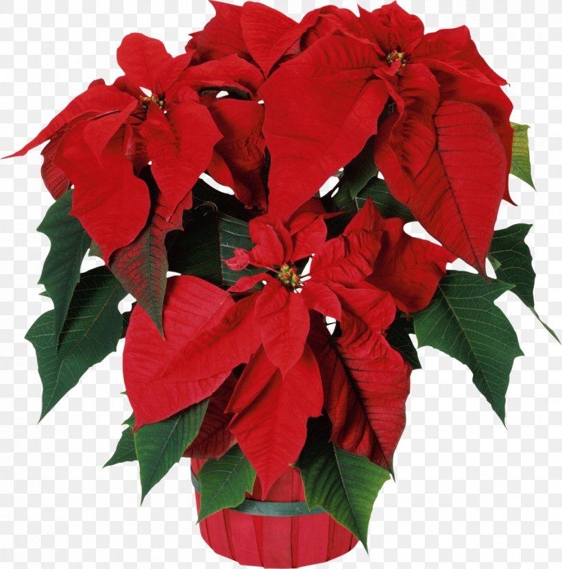 Poinsettia Seed Bonsai Flower Garden, PNG, 1200x1216px, Poinsettia, Annual Plant, Bonsai, Cut Flowers, Flower Download Free