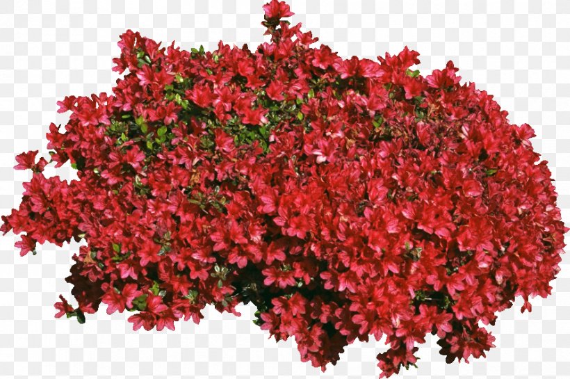 Shrub Tree Digital Image, PNG, 889x591px, Shrub, Annual Plant, Begonia, Branch, Cut Flowers Download Free
