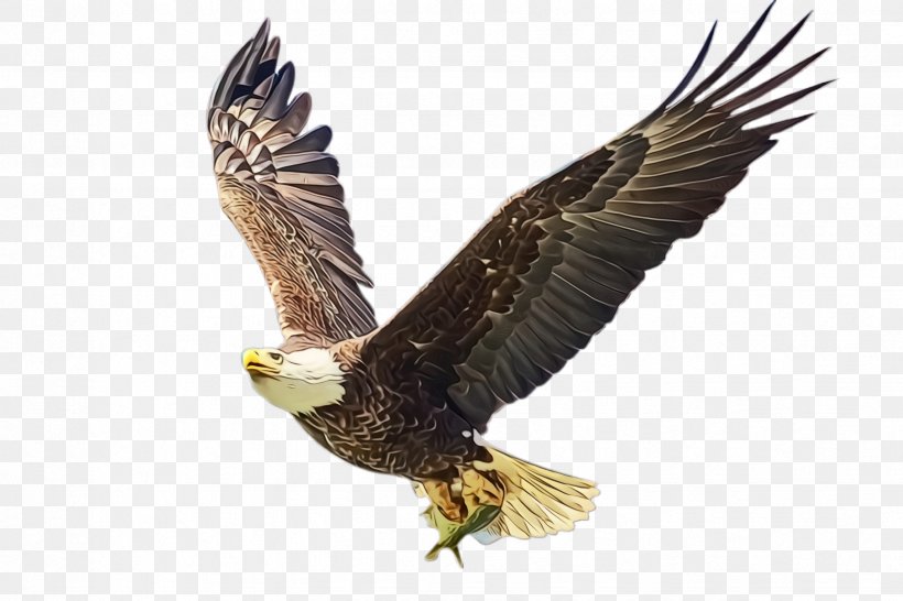 Flying Bird Background, PNG, 2448x1632px, Flying Eagle, Accipitridae, Bald Eagle, Beak, Bird Download Free