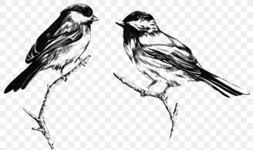 Rocksteady House Sparrow YouTube Phonograph Record Sketch, PNG, 900x535px, Rocksteady, American Sparrows, Artwork, Beak, Bird Download Free
