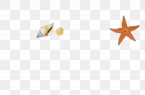 Conch, Shells, Sea - Seashell Euclidean Vector Mollusc Shell PNG